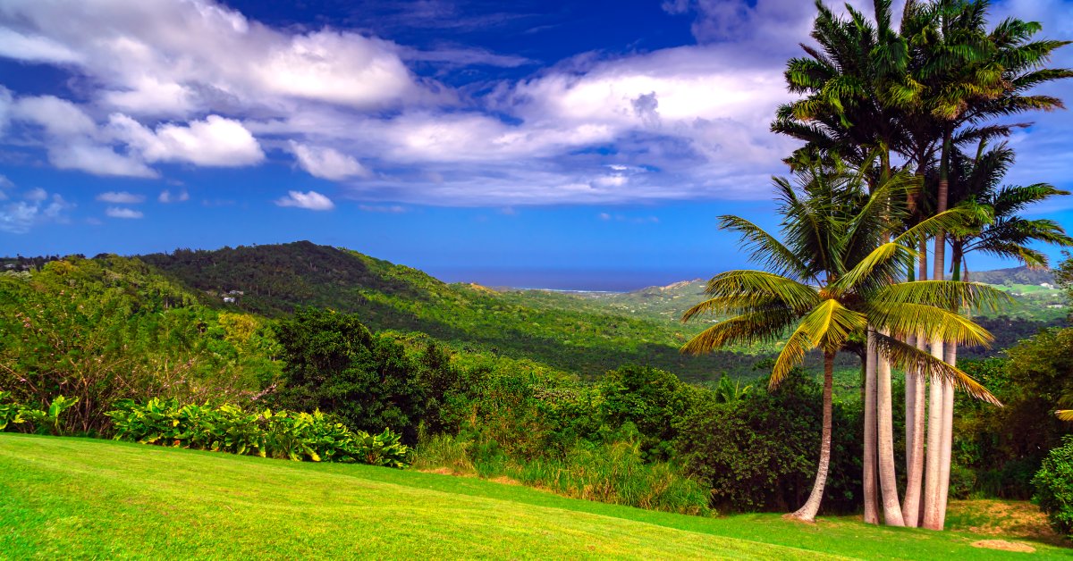blog_dos-and-donts-as-a-landowner-during-the-barbados-dry-season_Terraluxury-335215-trees-bushes-land-blogbanner1