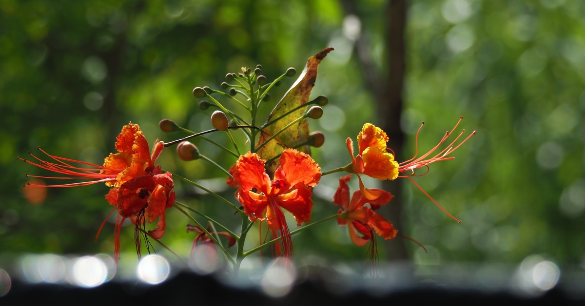 blog_What-Local-Plants-Grow-Best-on-Residential-Land-in-Barbados_TerraLuxury-364101-Orange-tropical-Flower-image1